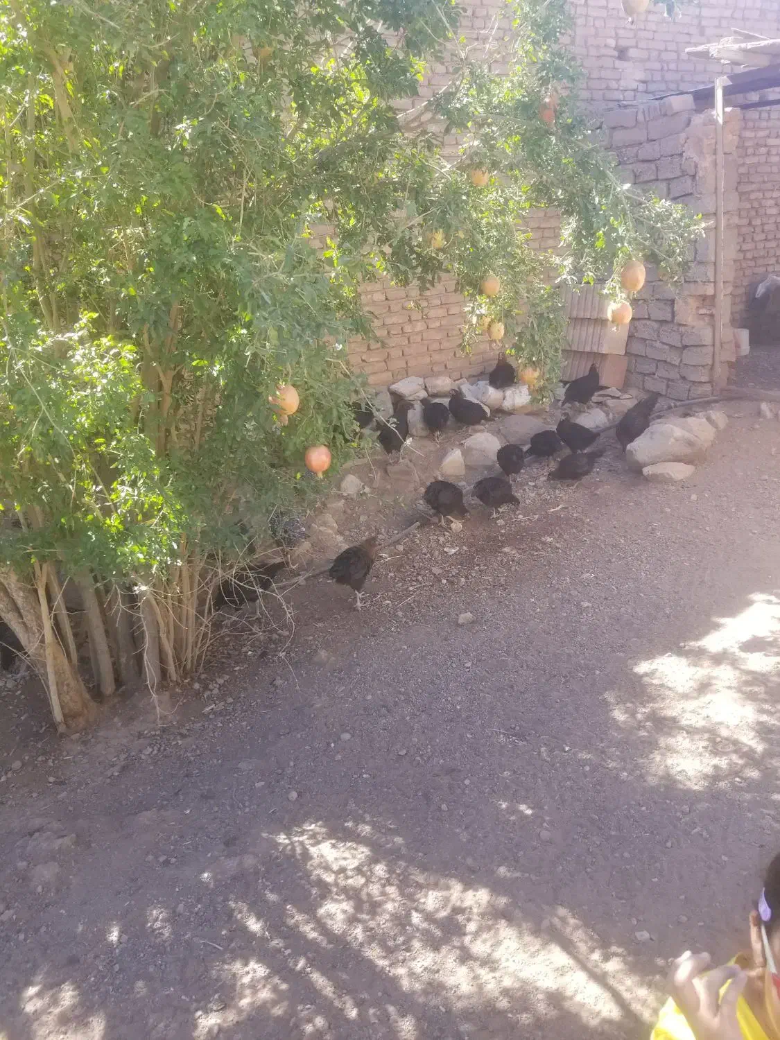 خروس محلی|حیوانات مزرعه|باشتین, |دیوار