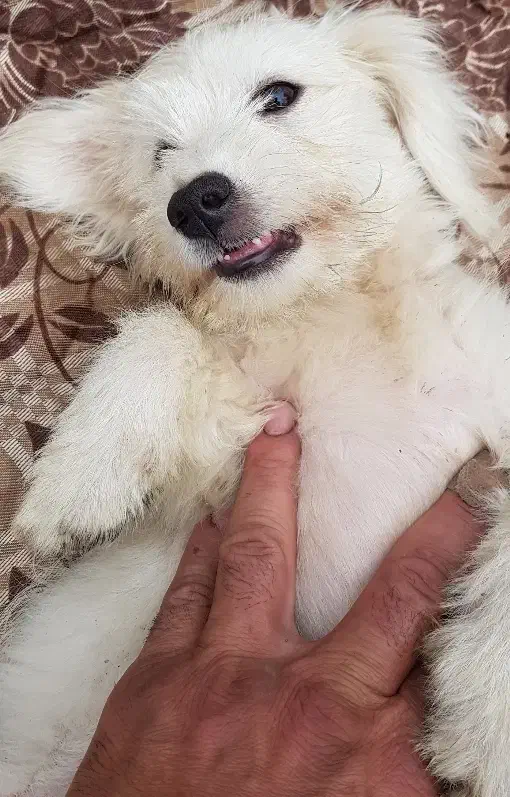 سگ پاکوتاه|سگ|سیاهکل, |دیوار