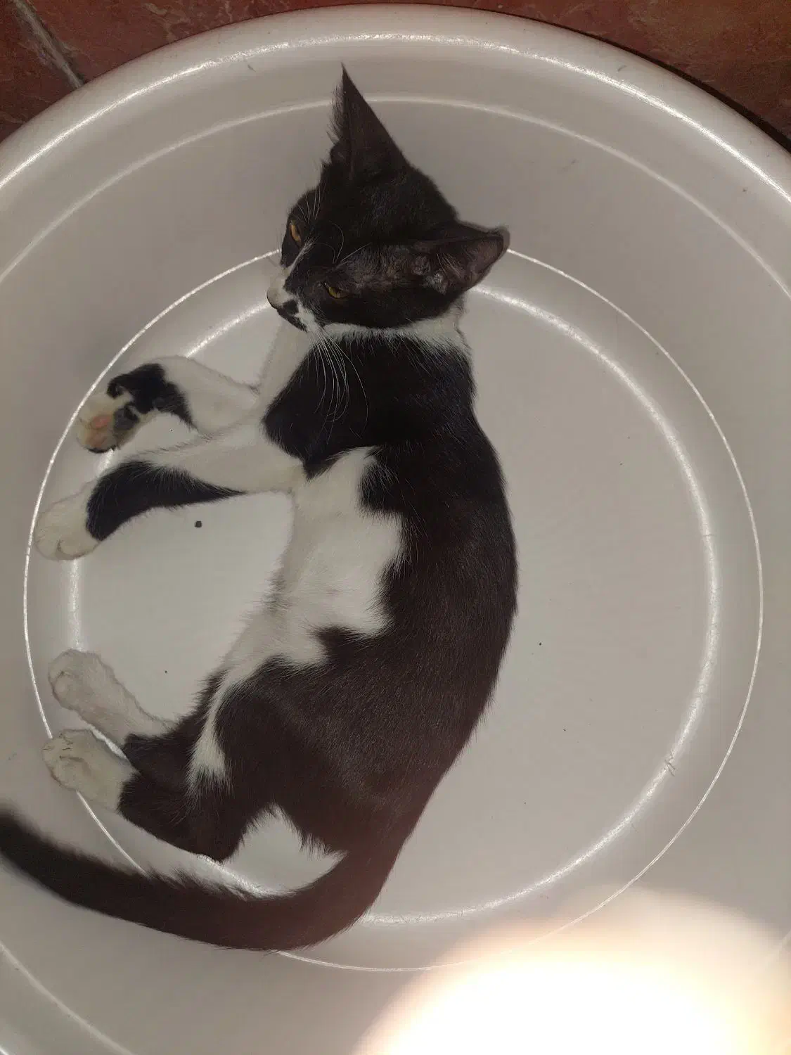 گم شده|حیوانات|چمران, |دیوار