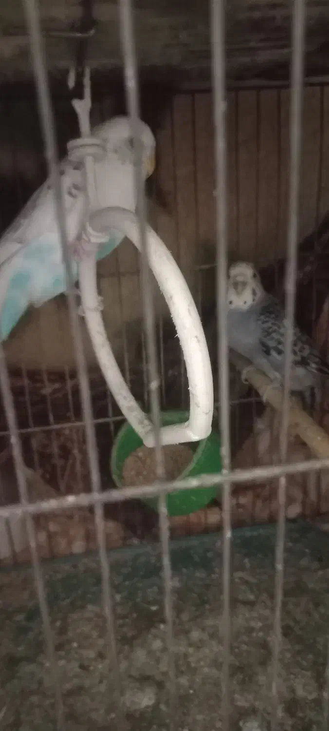 سه عدد مرغ عشق|پرنده|تهران, افسریه شمالی|دیوار