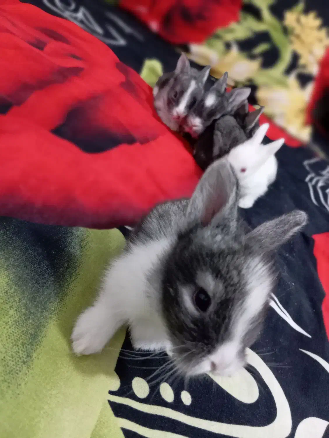 خرگوش|موش و خرگوش|ممقان, |دیوار