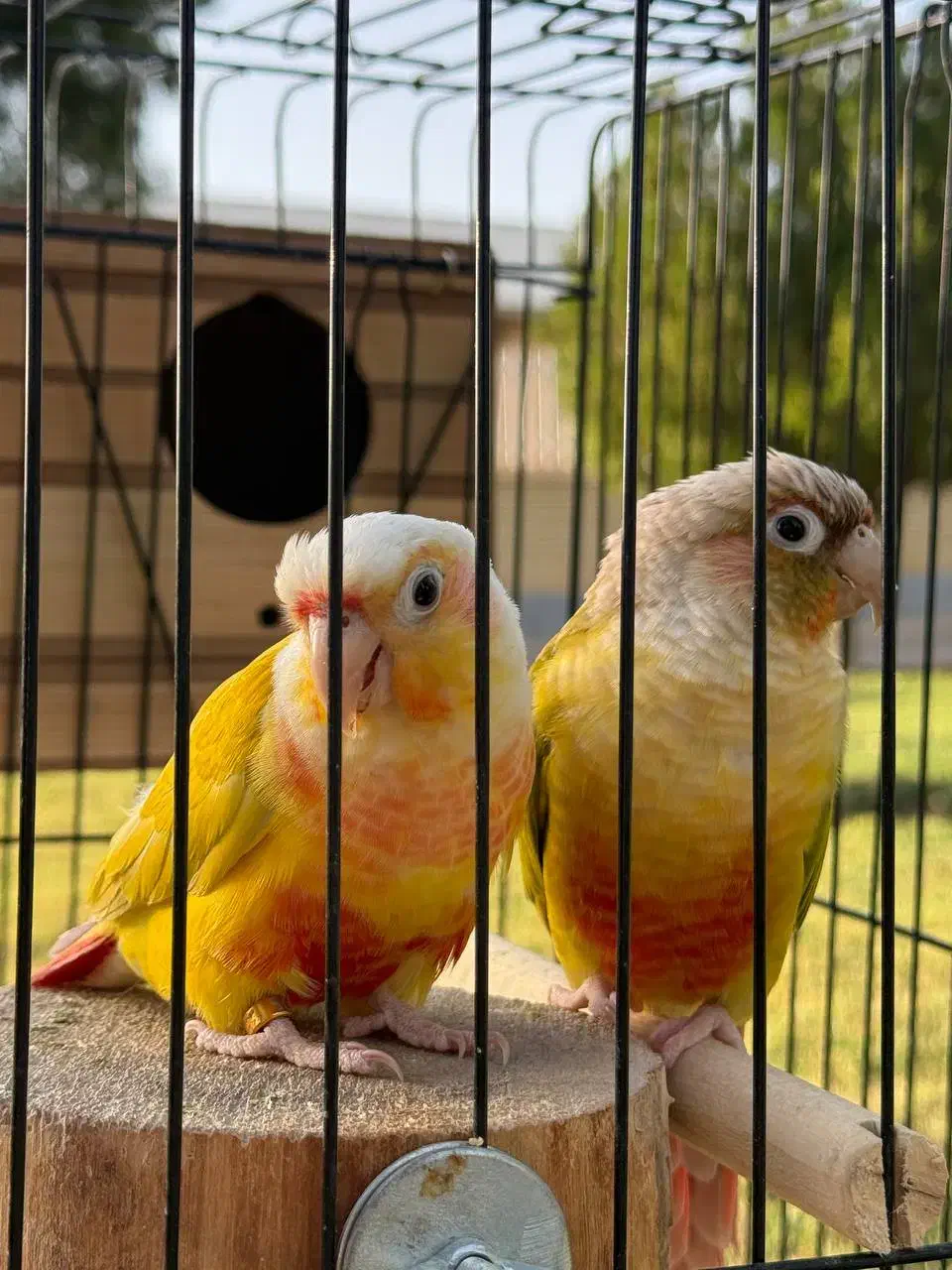 گرینچیک نر پاید و ردچیک ماده|پرنده|کرج, فاز ۳ گوهردشت|دیوار