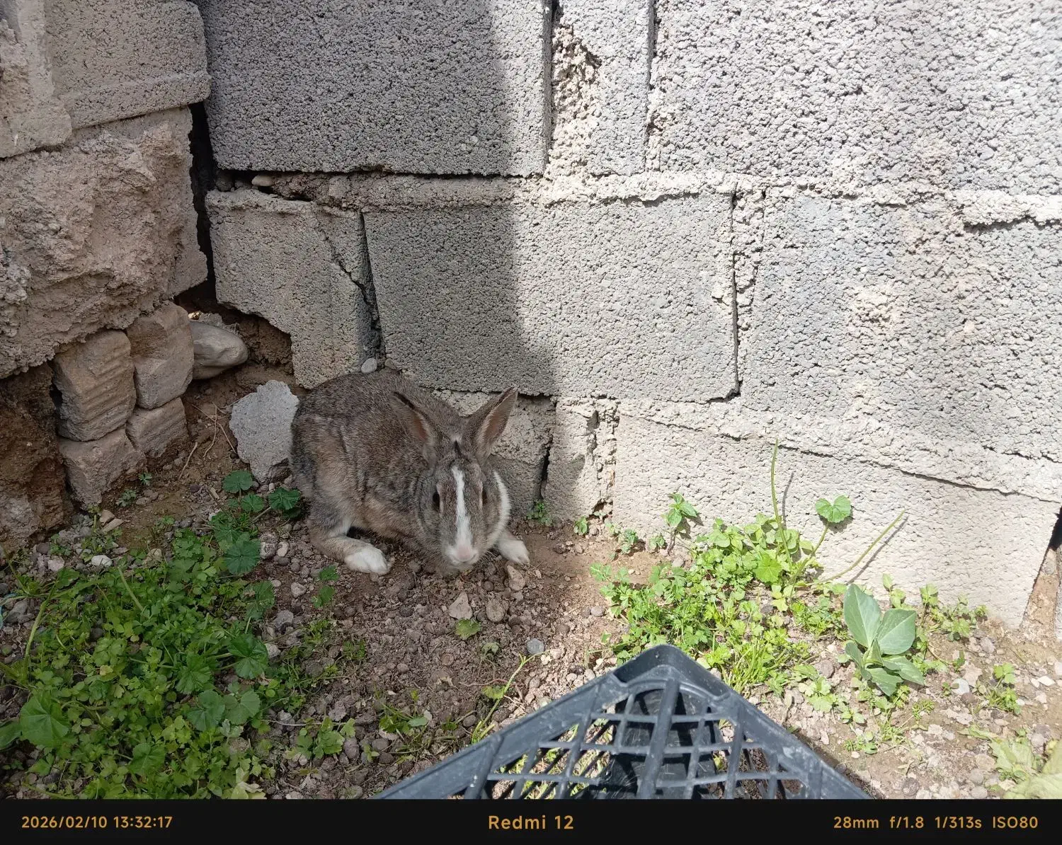 خرگوش کوهی|موش و خرگوش|دوگنبدان, |دیوار