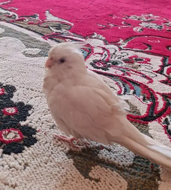 عروس هلندی آلبینو|پرنده|سوسنگرد, |دیوار