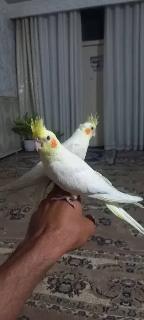 عروس هلندی|پرنده|قرچک, مهدیه|دیوار