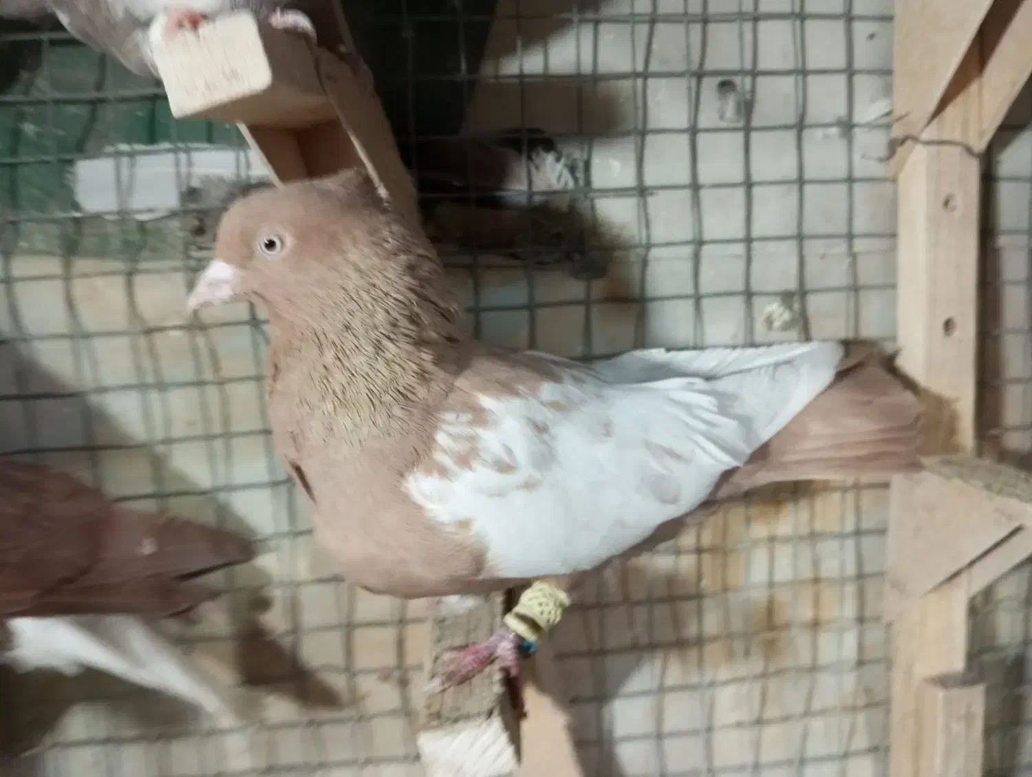 سینه زرد نر بندی|پرنده|شیراز, شیخ علی چوپان|دیوار