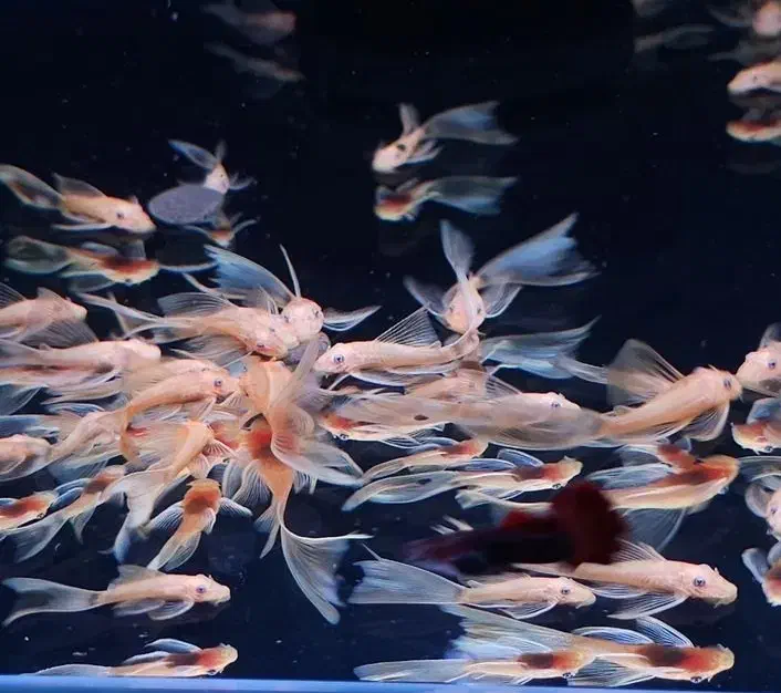 کت فیش پوزه بوته ای لجن خوار مناسب پلنت گوپی دیسکس|ماهی|کرمان, |دیوار