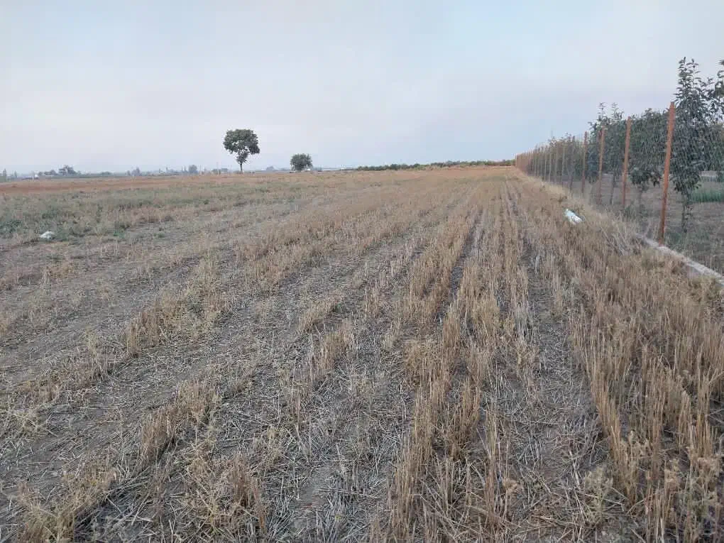 زمین کشاورزی و باغی قلندرمحله|فروش زمین و ملک کلنگی|گرگان, |دیوار