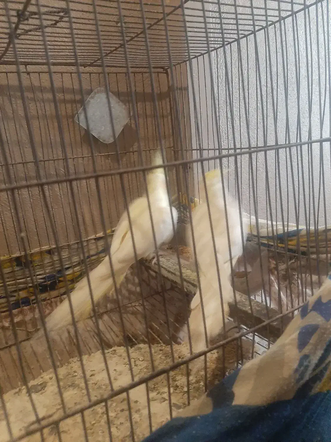 عروس هلندی|پرنده|رشت, پاره بیجار|دیوار