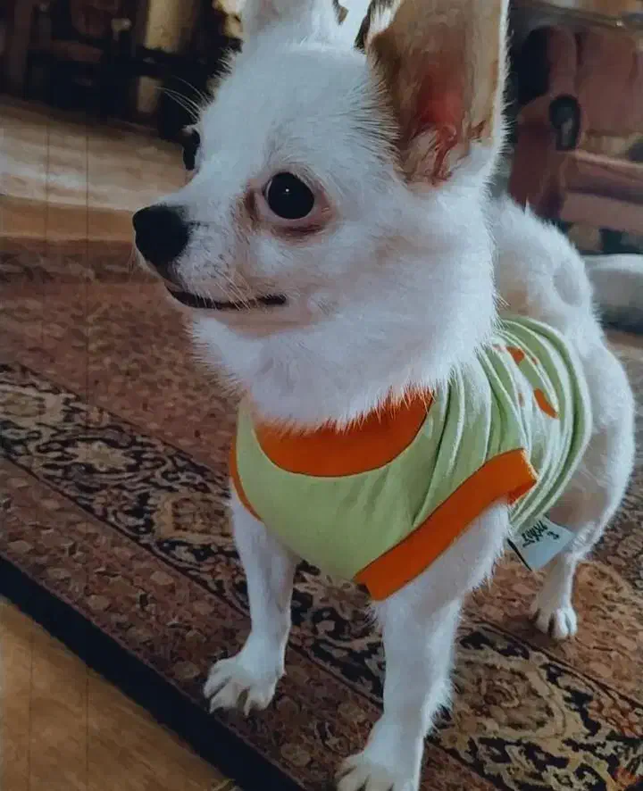 سگ گمشده|حیوانات|رشت, دیلمان|دیوار