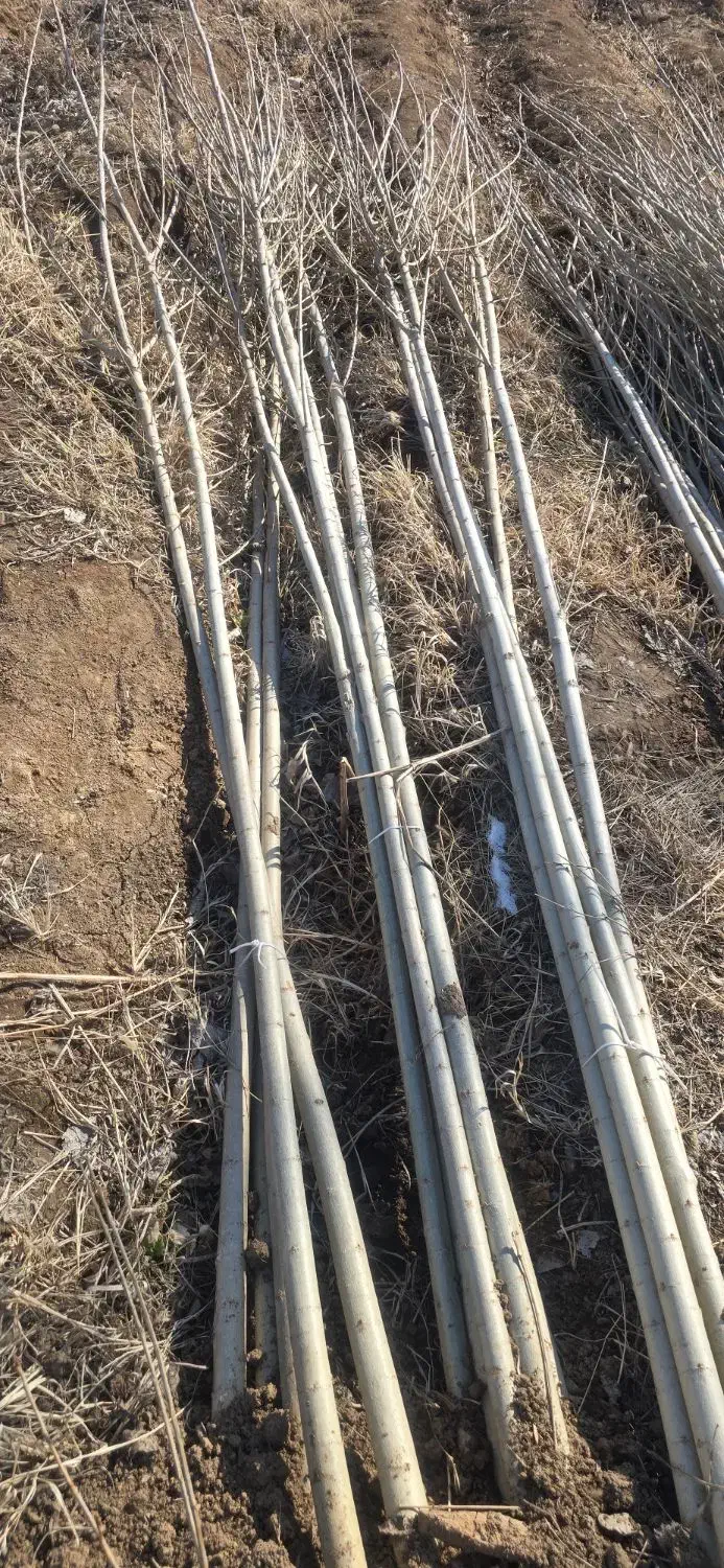 صنوبر بکار سرمایه گذاری کن|خدمات باغبانی و درختکاری|مشکین‌دشت, |دیوار