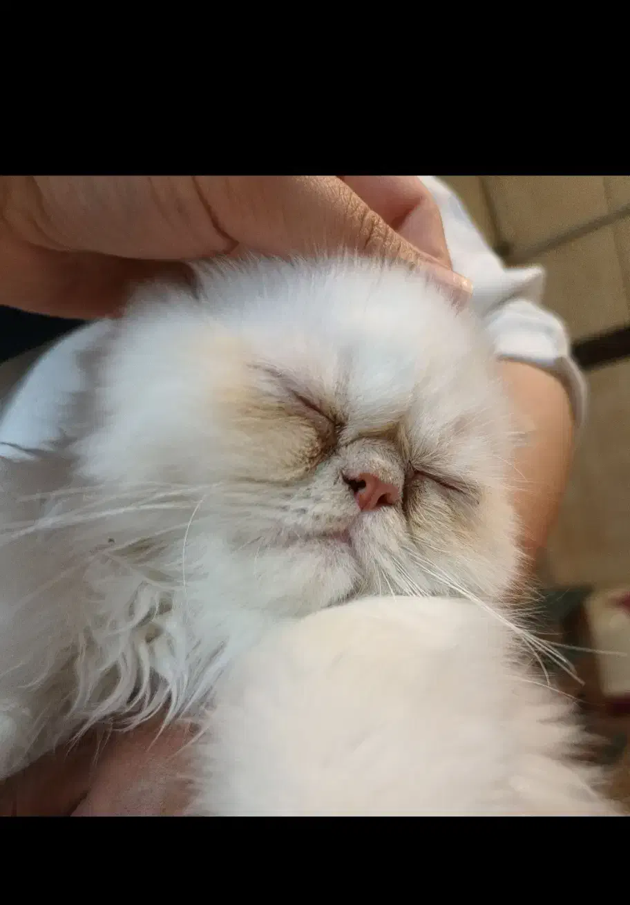 گربه خانگی|گربه|کرمانشاه, |دیوار