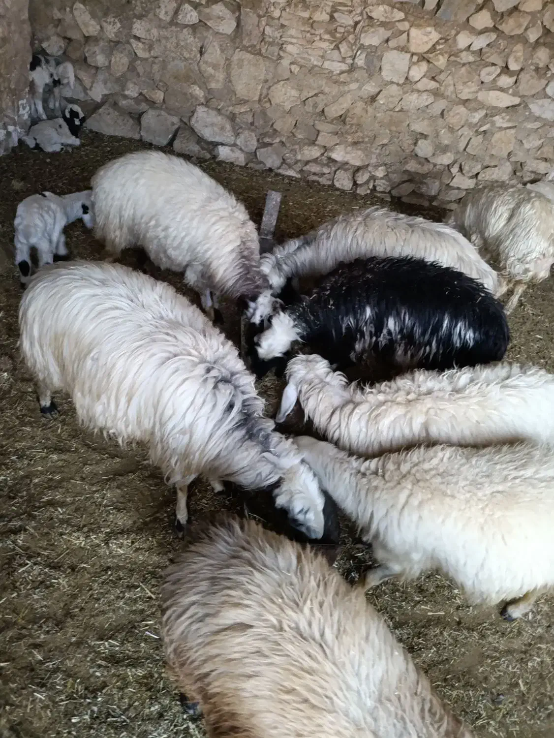 گوسفند|حیوانات مزرعه|لیکک, |دیوار