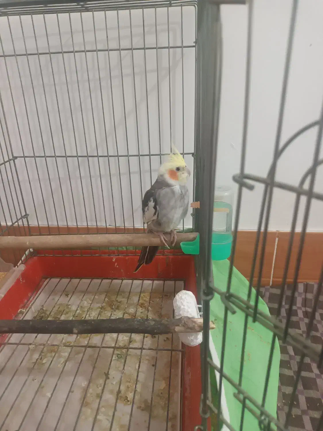 پرنده|پرنده|لاران, |دیوار