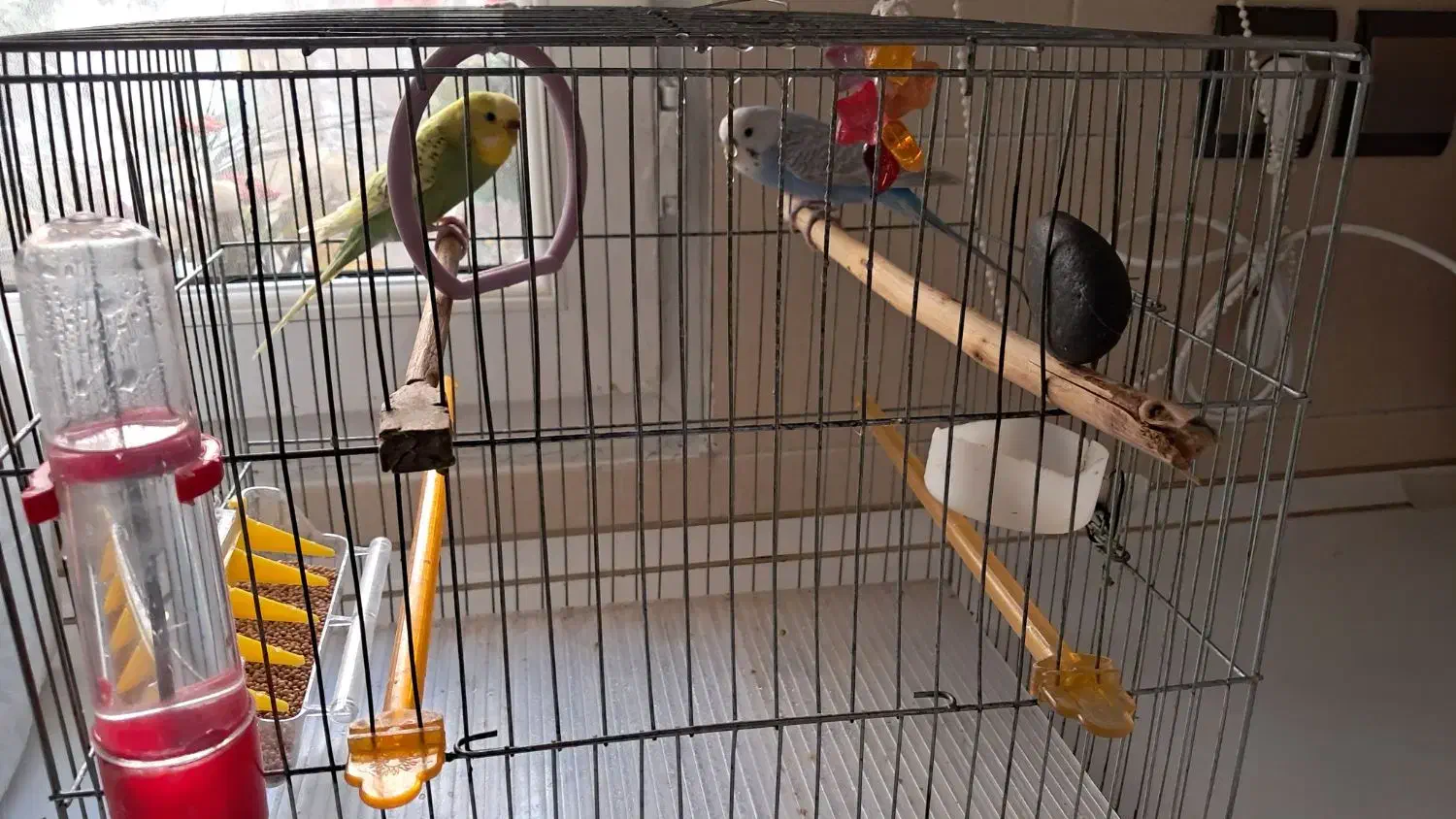 یک جفت مرغ عشق اسپانگل خوشگل وشیطون|پرنده|تهران, المهدی|دیوار