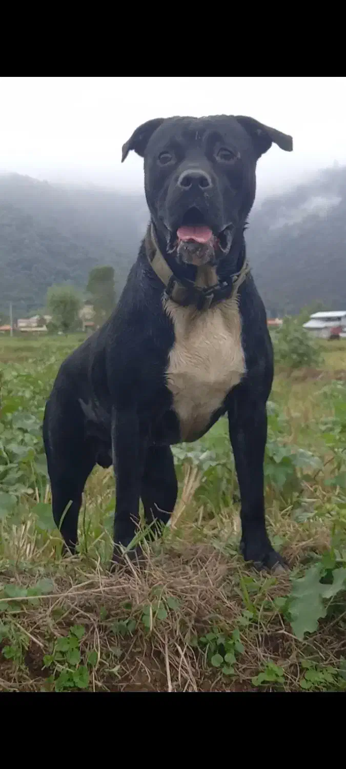 فروشی|سگ|ماسال, |دیوار