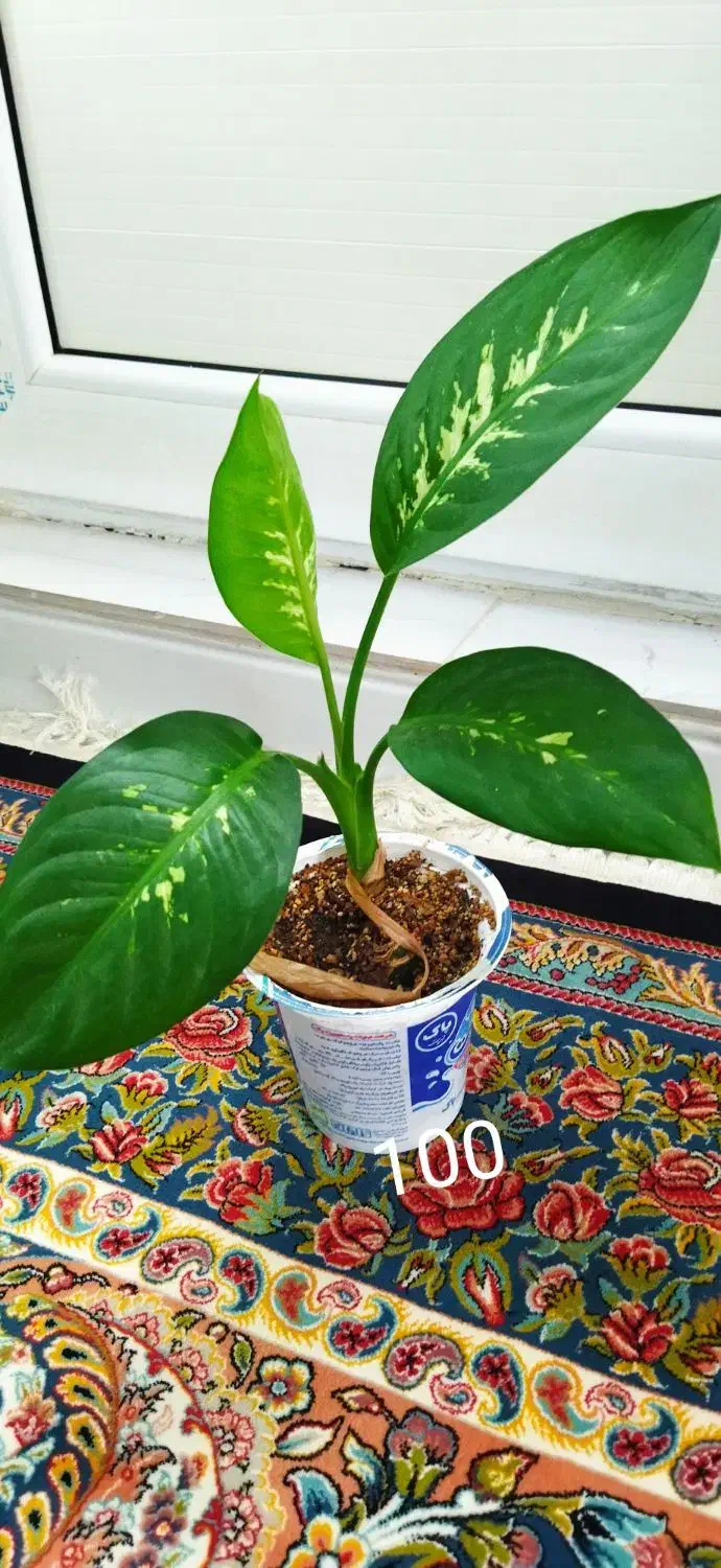 گل دیفن|گل و گیاه طبیعی|قروه, |دیوار