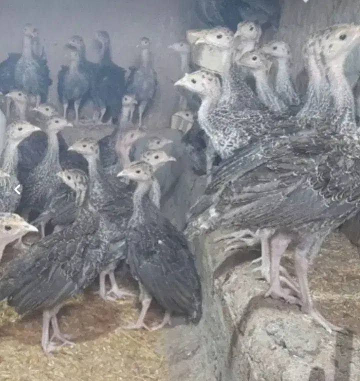 انواع جوجه بوقلمون و تخم نطفه دار بوقلمون|حیوانات مزرعه|تهران, جوادیه|دیوار