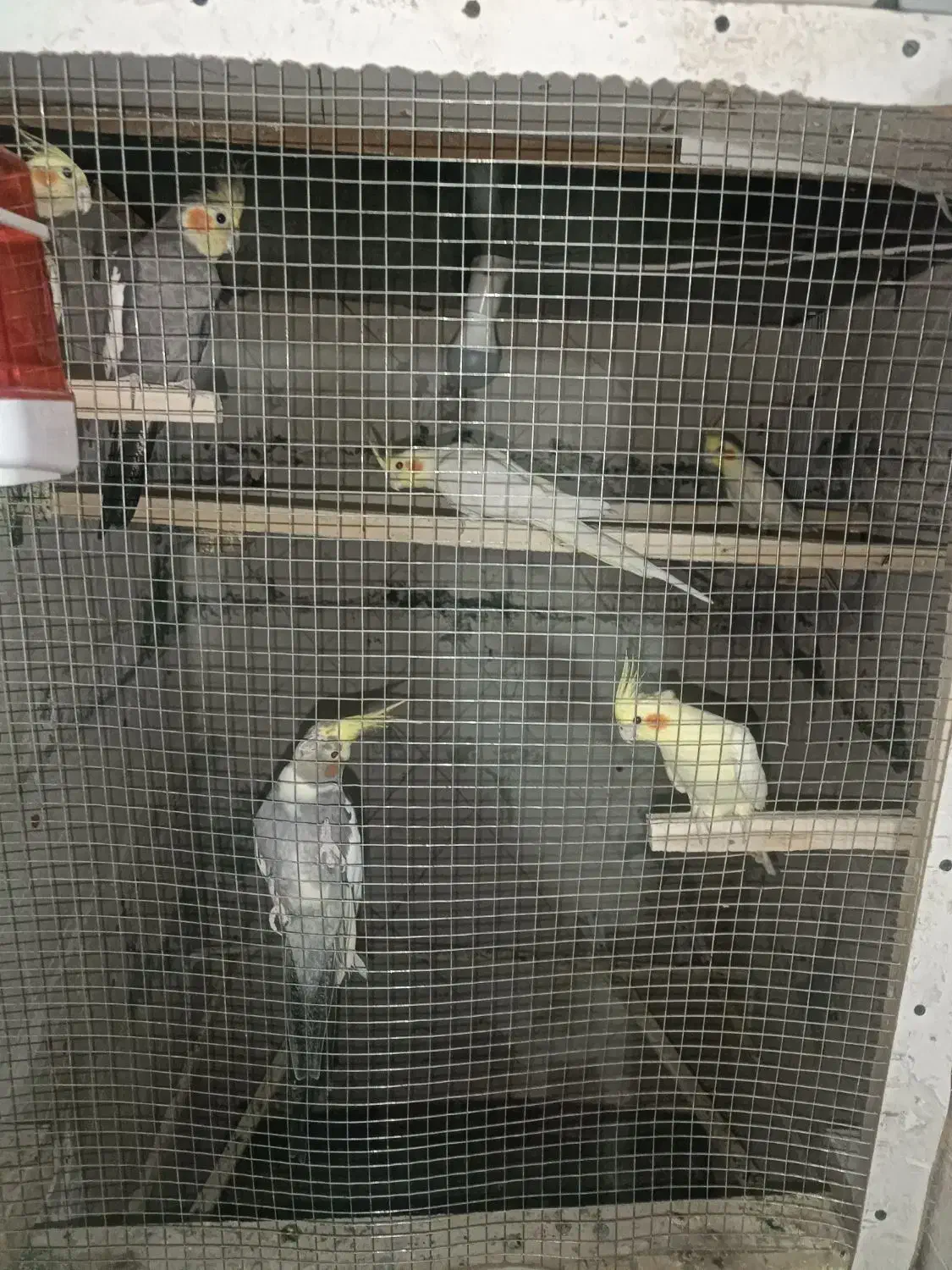 عروس هلندی|پرنده|سراب, |دیوار