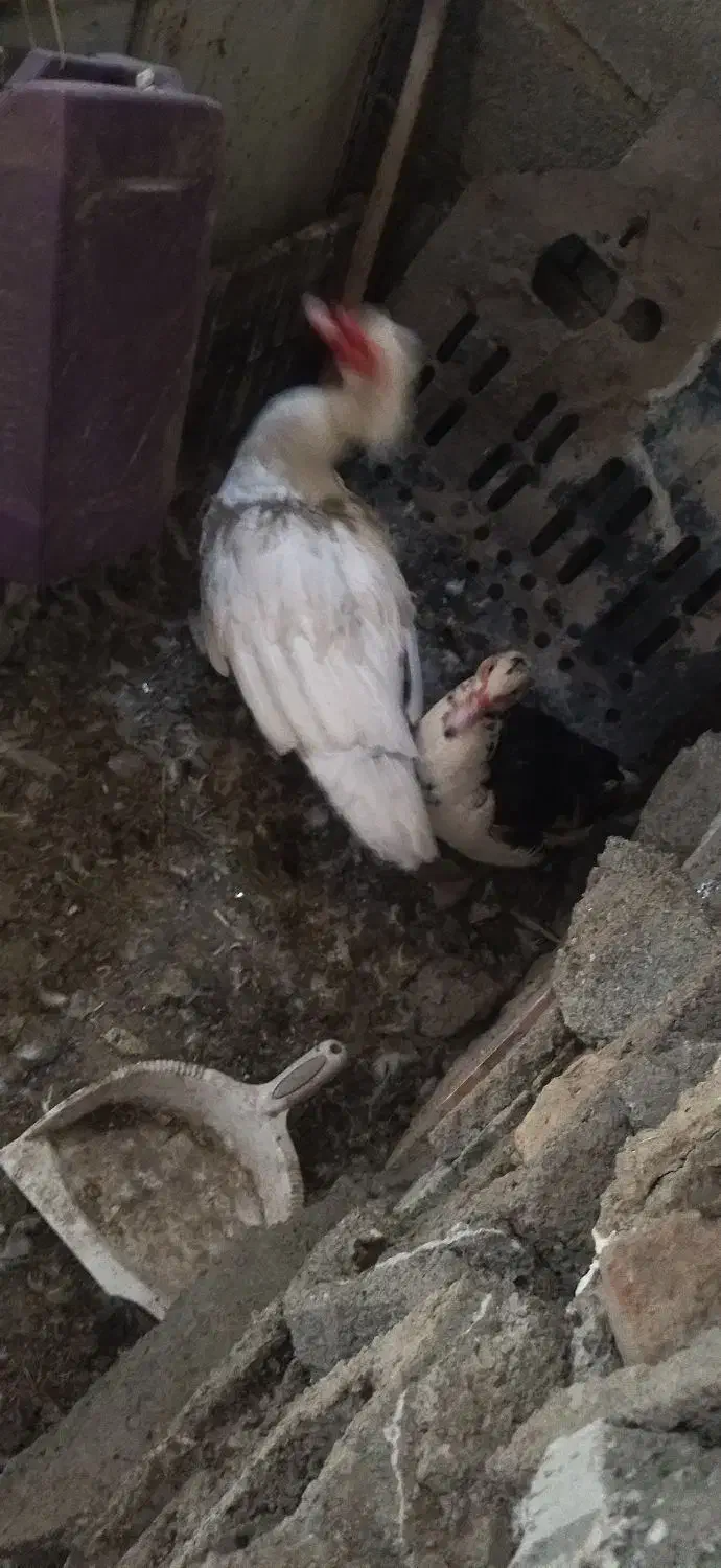 اوردک|حیوانات مزرعه|بیلوار, |دیوار