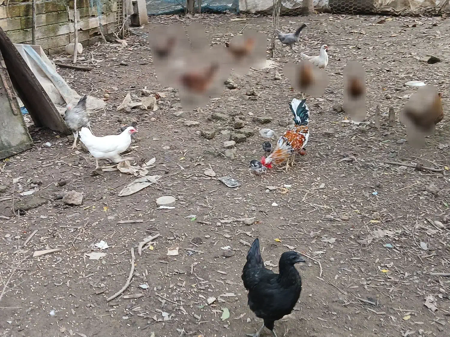 مرغ و خروس محلی سالم و سرحال|حیوانات مزرعه|شفت, |دیوار