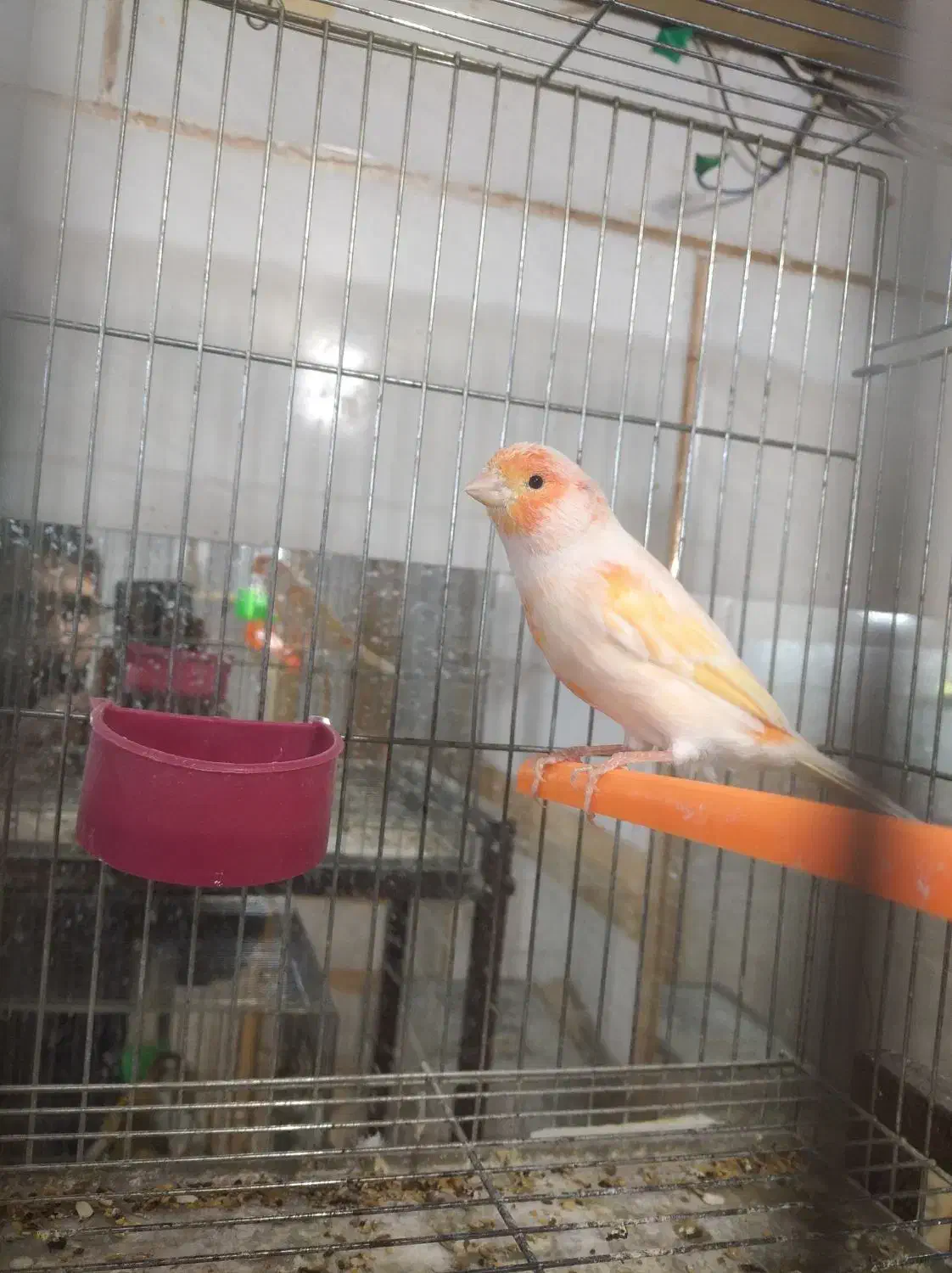 قناری مرغ عشق عروس هلندی فنچ|پرنده|خمینیشهر, |دیوار