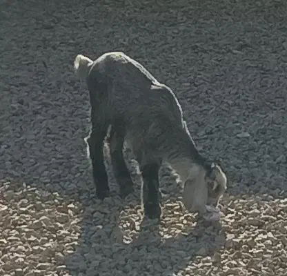 بزاره|حیوانات مزرعه|روانسر, |دیوار