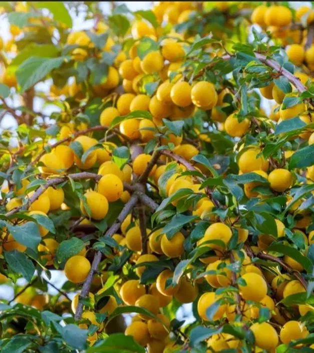 نهالستان انواع رقم های اقتصادی و پربار|خدمات باغبانی و درختکاری|میانه, |دیوار