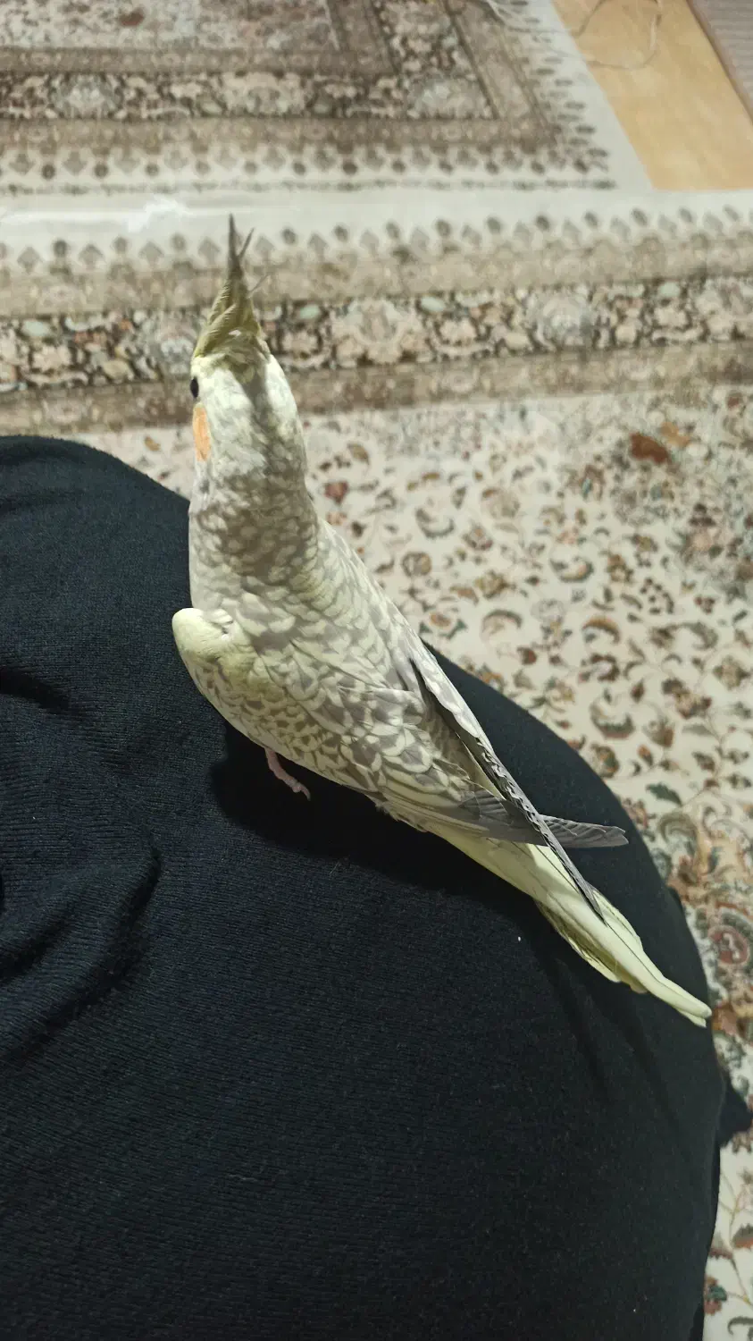 عروس هلندی|پرنده|بهارستان, |دیوار