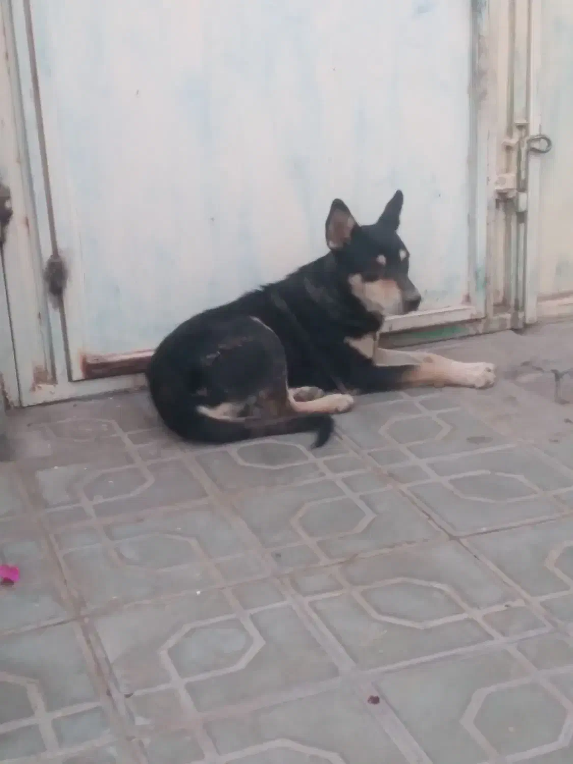 سگ دزدیده شده|حیوانات|نرماشیر, |دیوار