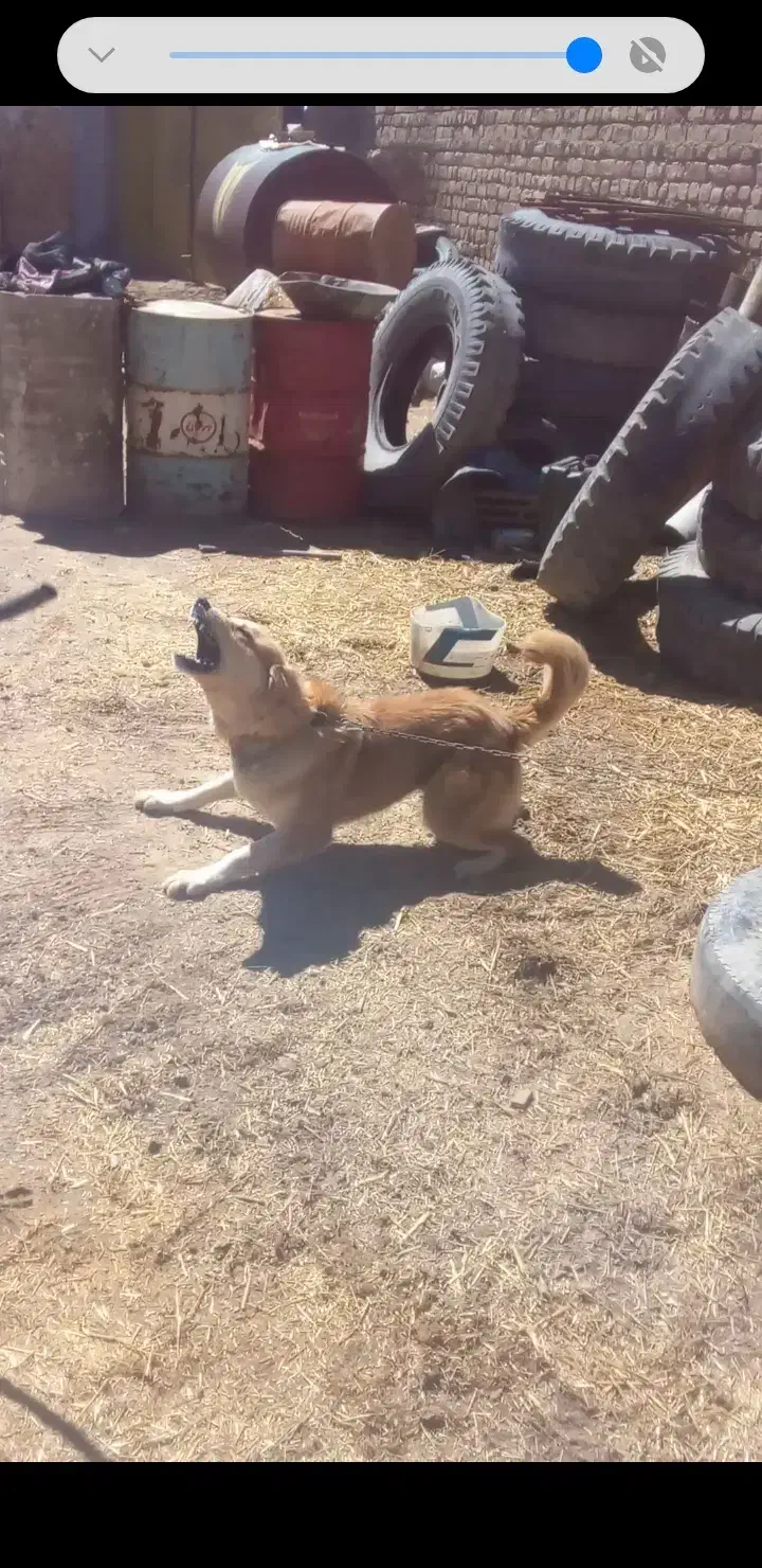 سگ نگهبان|سگ|گل تپه, |دیوار