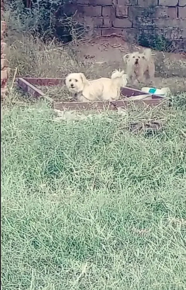 سگ پشمالو|سگ|ریگان, |دیوار