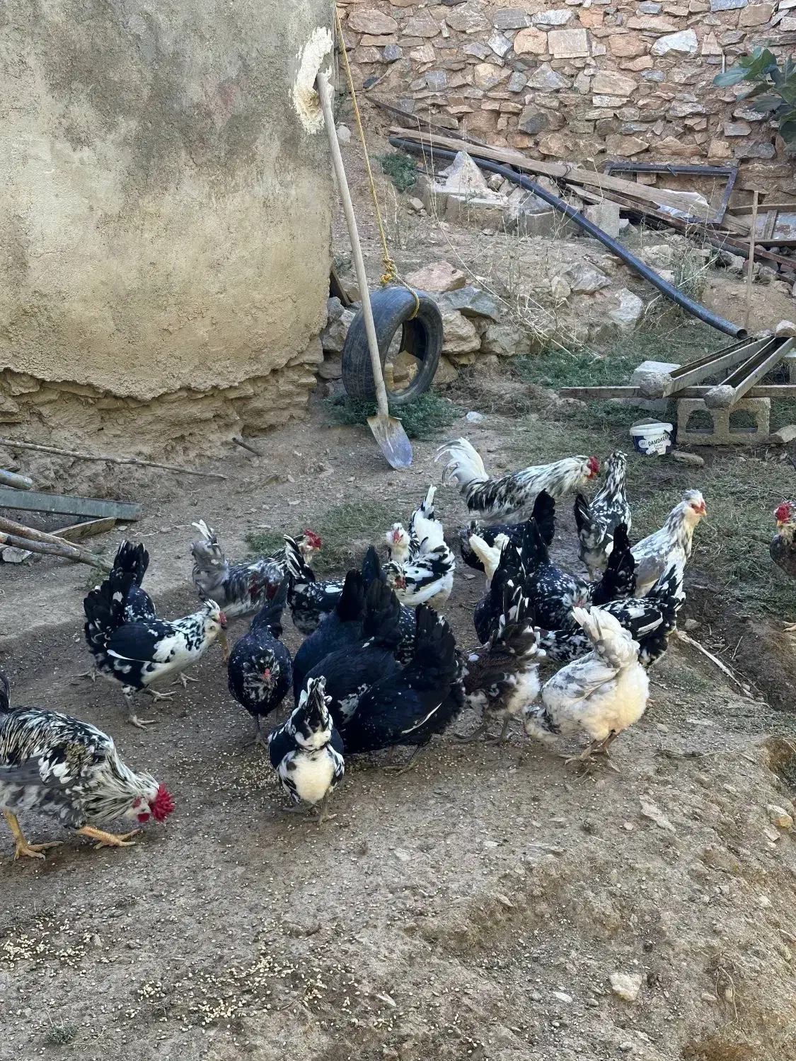 تخم نطفه دار از مولدین بالا گلین پنگوینی|حیوانات مزرعه|بانه, |دیوار