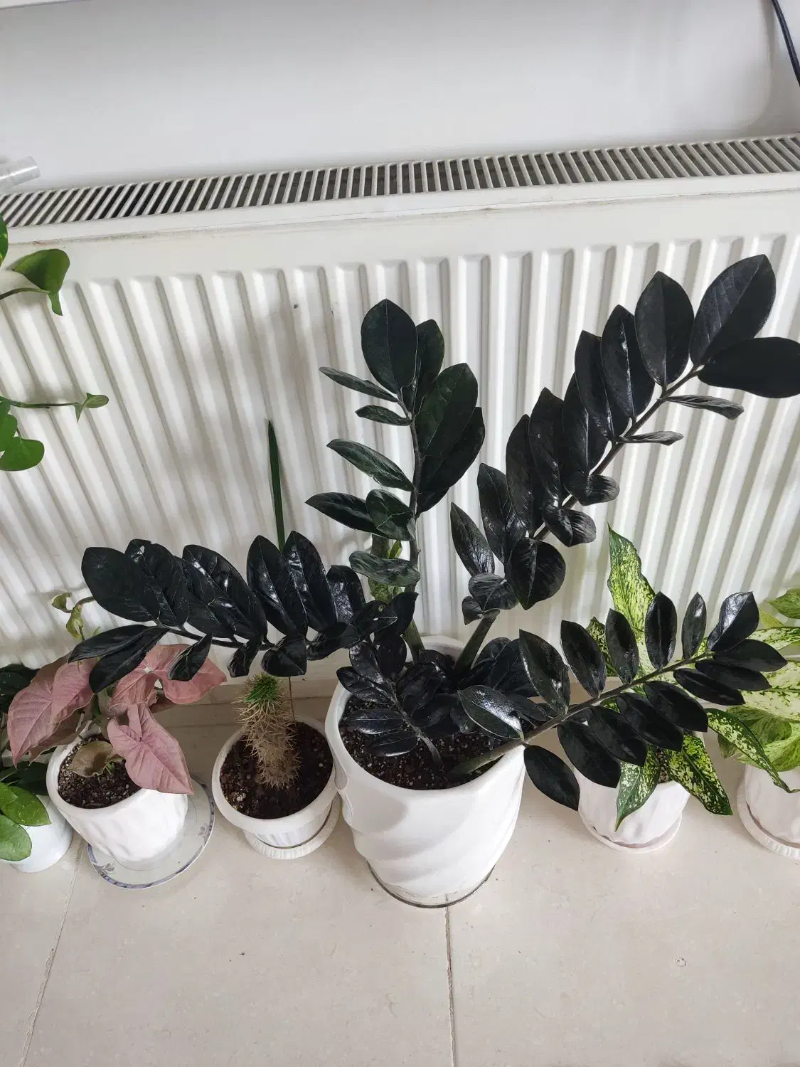 گمشده|اشیا|ارومیه, |دیوار