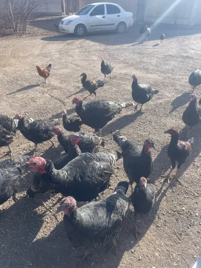 بوقلمون برنز|پرنده|قیدار, |دیوار