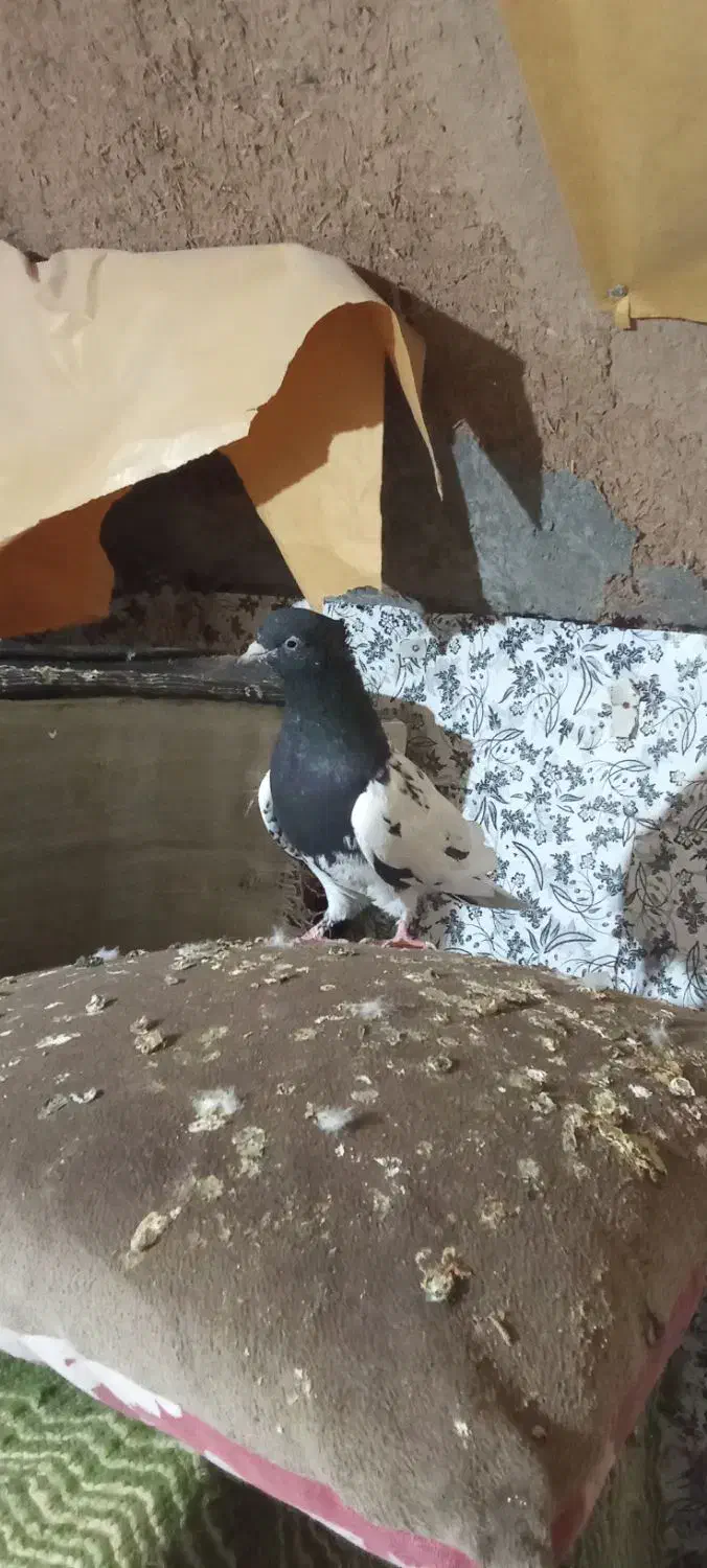 کفتر رنگه|پرنده|تربت جام, میرقوام الدین|دیوار