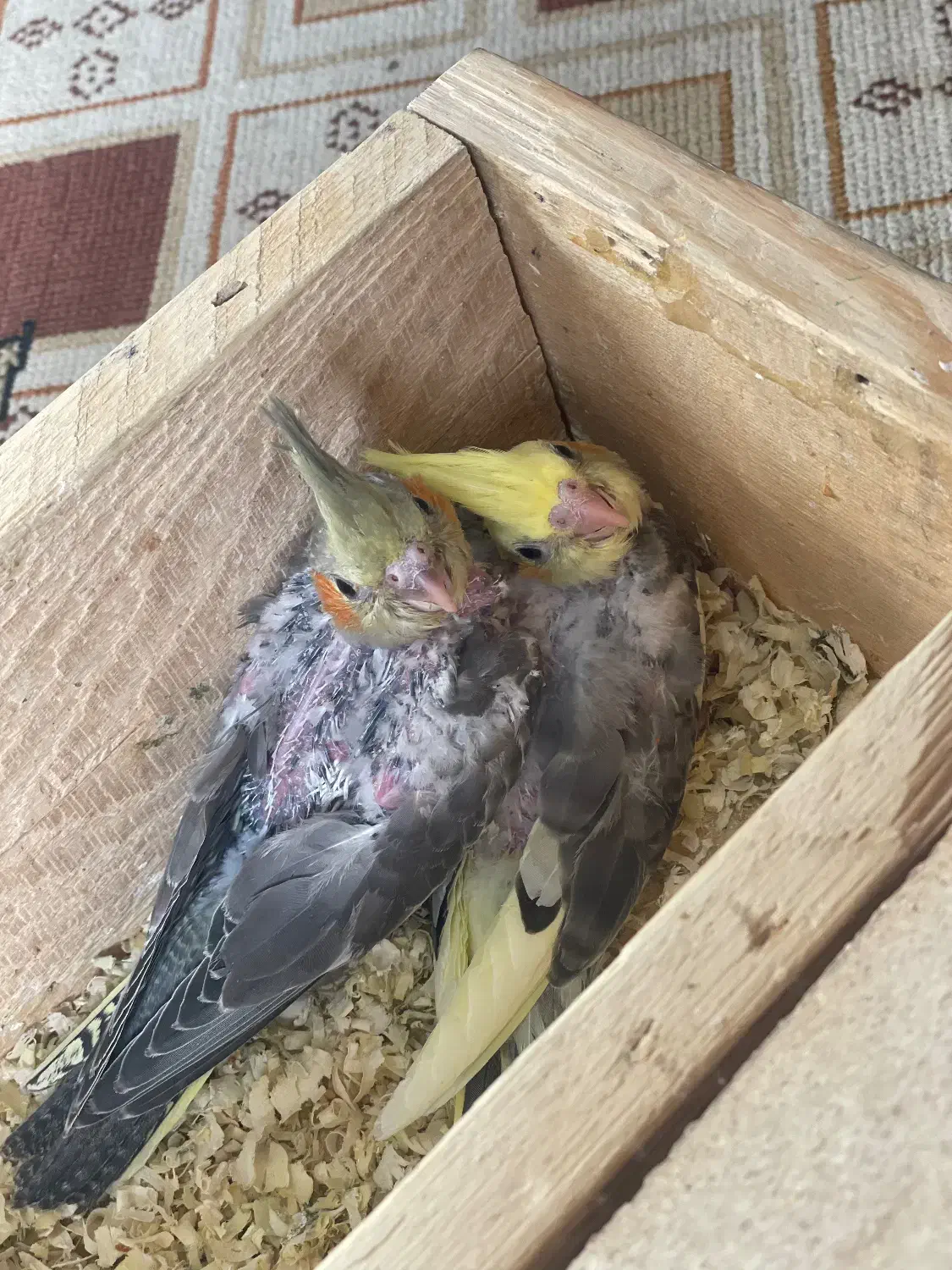 جوجه عروس هلندی سرلاکی و نرم خور|پرنده|قدس, شهر‌قدس|دیوار