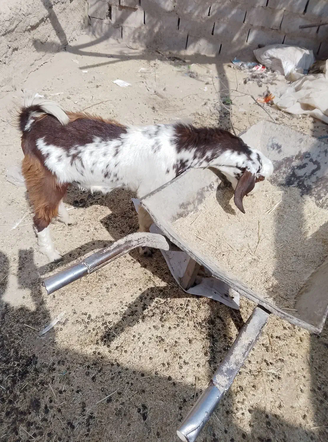 کره فروشی|حیوانات مزرعه|هامون, |دیوار