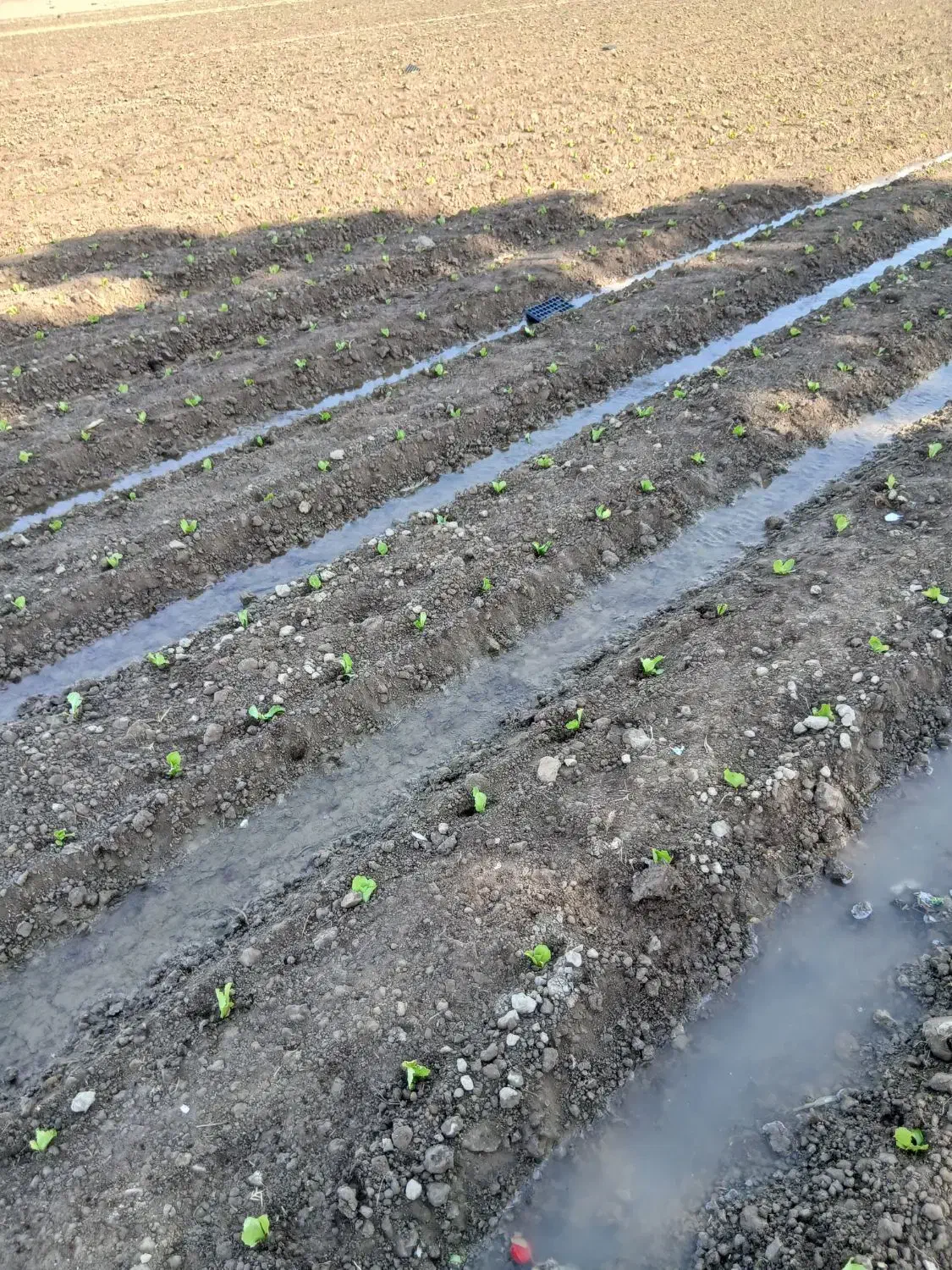 کاشت نشا|خدمات باغبانی و درختکاری|دزفول, |دیوار