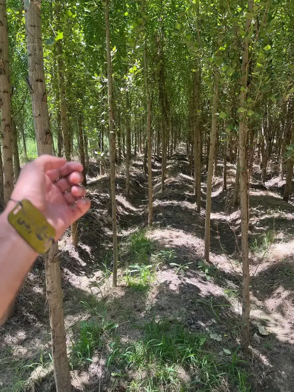 صنوبر ۱ الی ۱/۵متری به قیمت ۱۵ هزار تومان|خدمات باغبانی و درختکاری|فیروزکوه, |دیوار