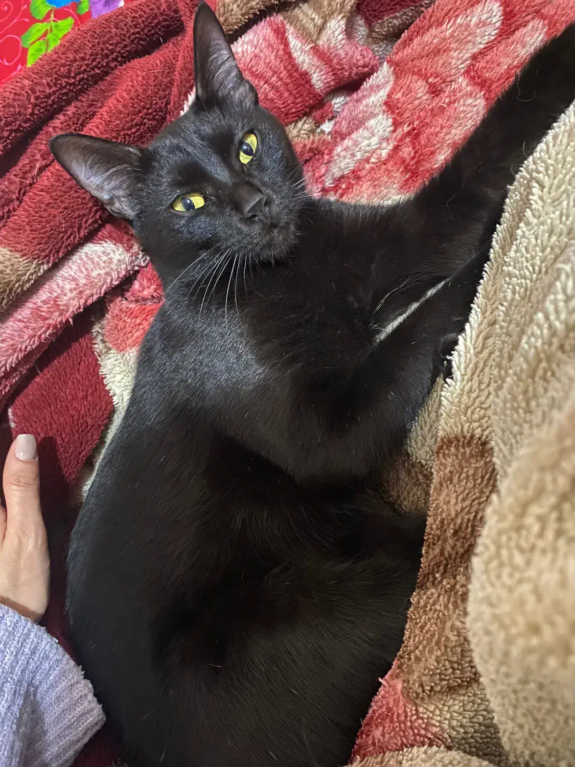 واگذاری گربه ماده dsh|گربه|رشت, دیلمان|دیوار