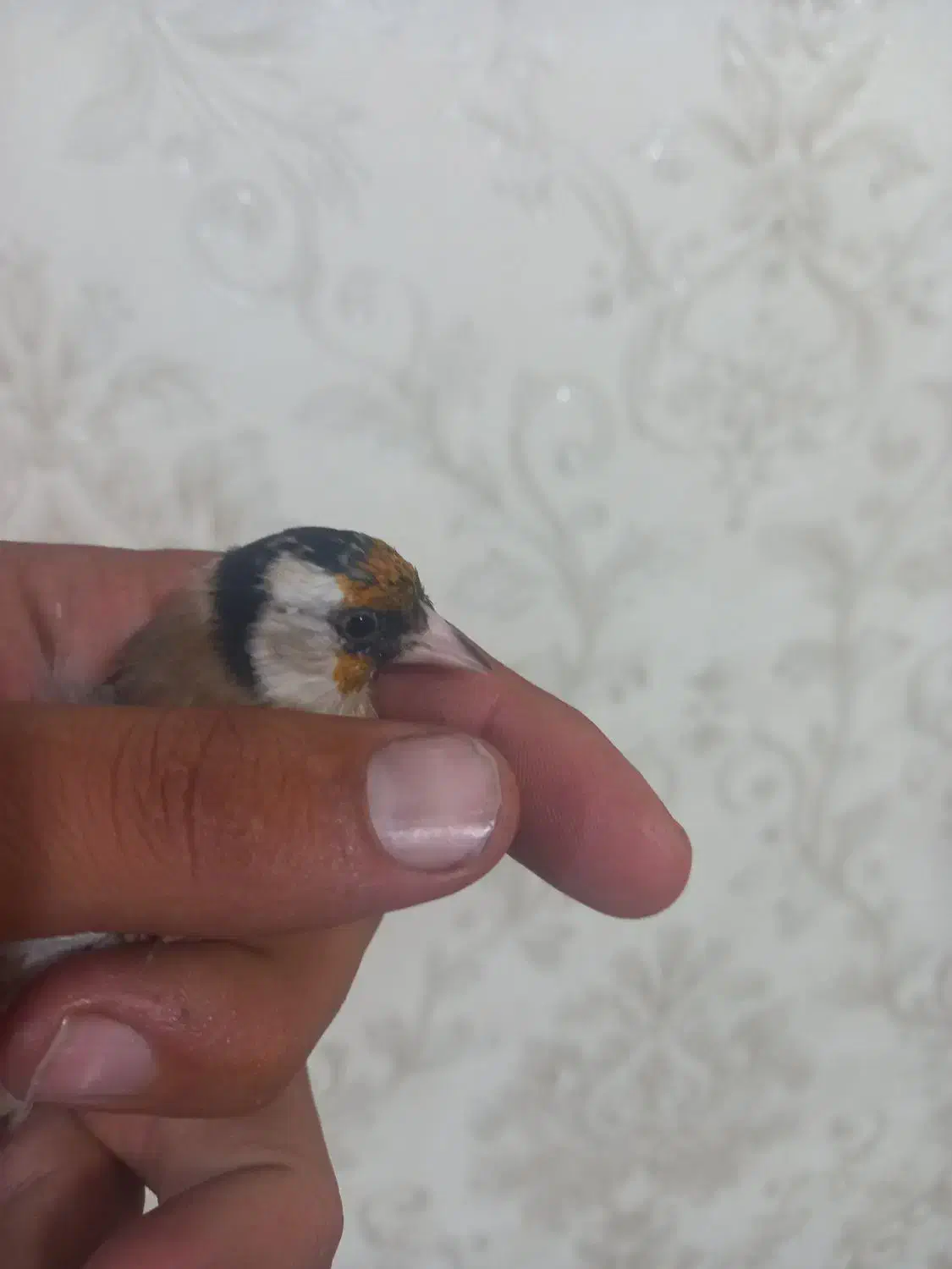 سهره ماده گمشده|پرنده|ملارد, |دیوار