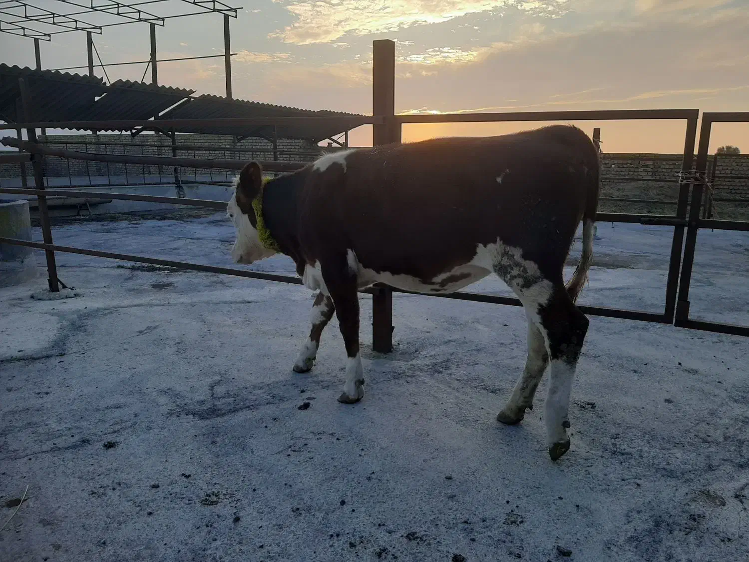 فروش تلیسه سیمنتال|حیوانات مزرعه|بندر ترکمن, |دیوار