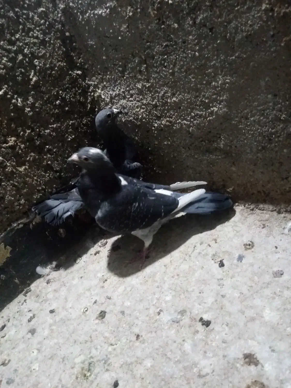 کفتر جفتی|پرنده|خوسف, |دیوار