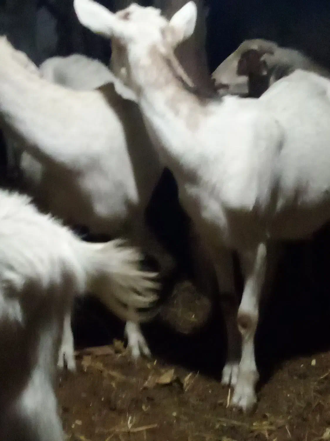 فروش بزسانن 5کیلوشیرضمانتی وتکه کل 60میلیون|حیوانات مزرعه|شهمیرزاد, |دیوار