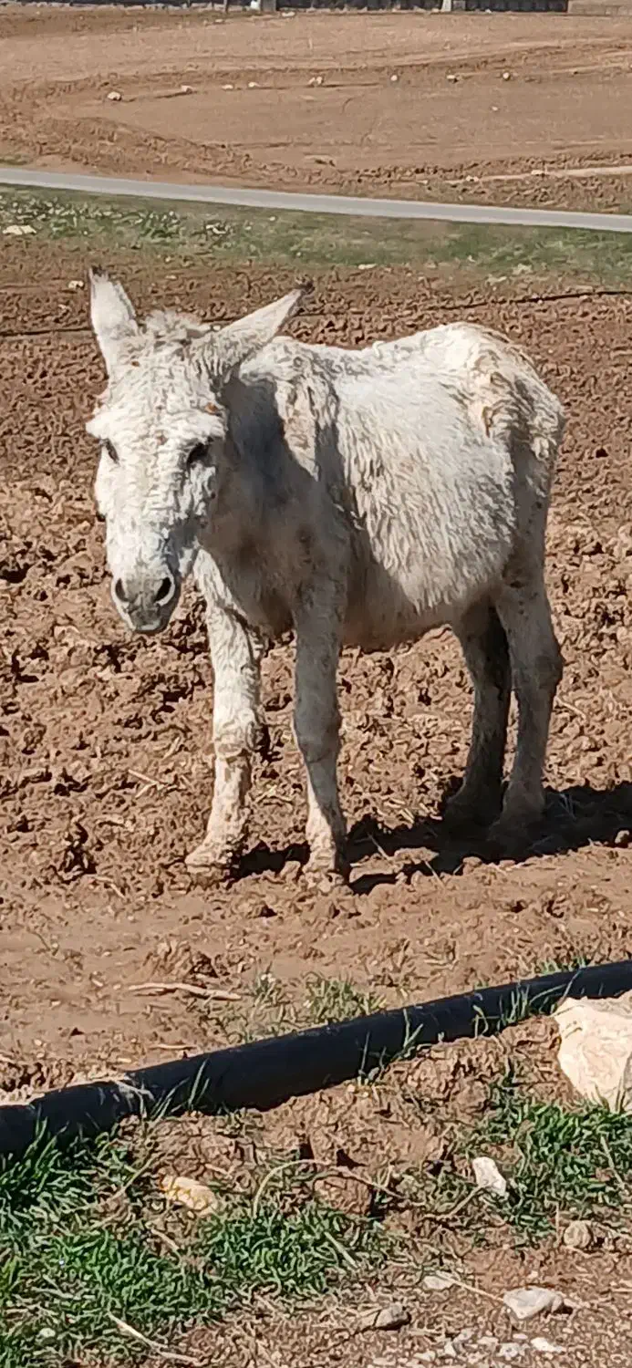 خر نر|حیوانات مزرعه|کوهدشت, |دیوار