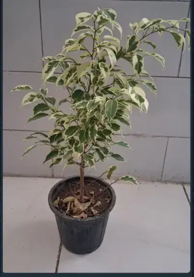 گل آپارتمانی زیر قیمت گلخونه|گل و گیاه طبیعی|یزد, |دیوار