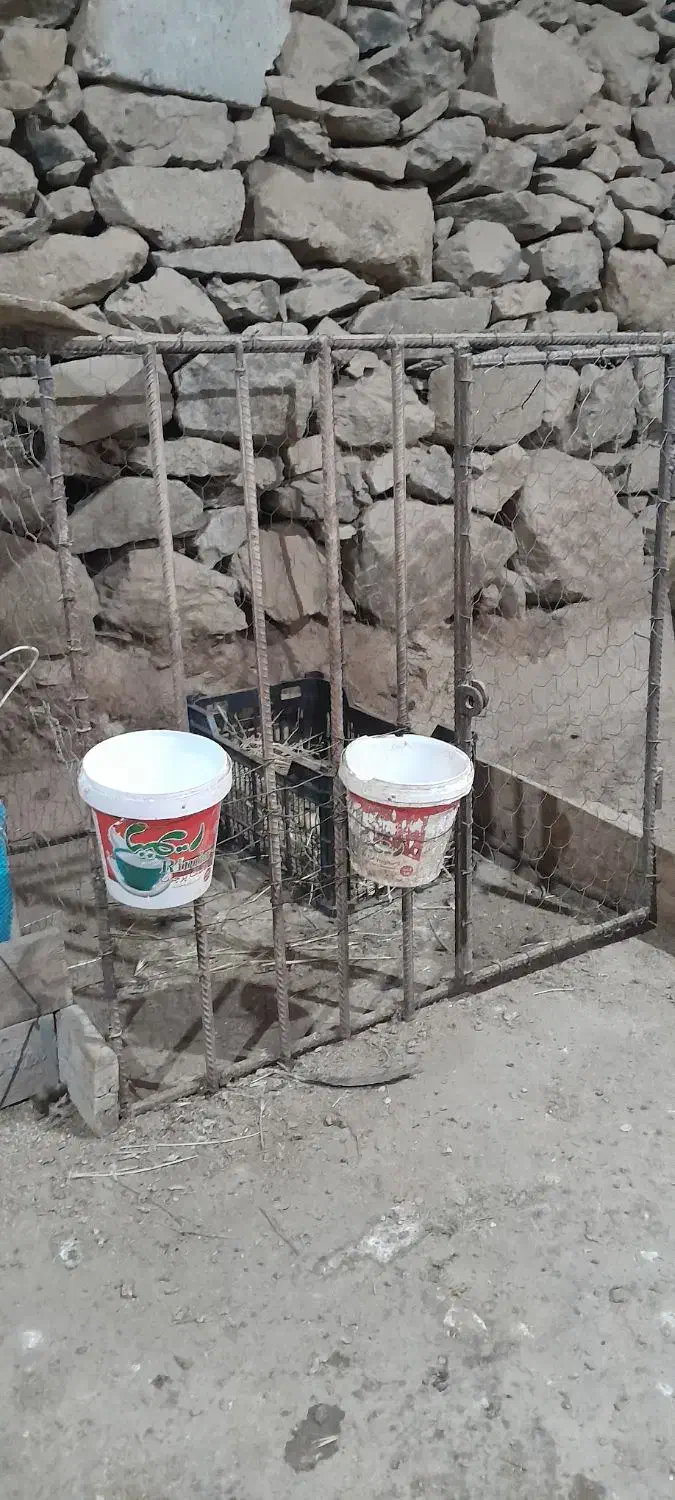 قفس لاری|لوازم جانبی حیوانات|مریوان, |دیوار