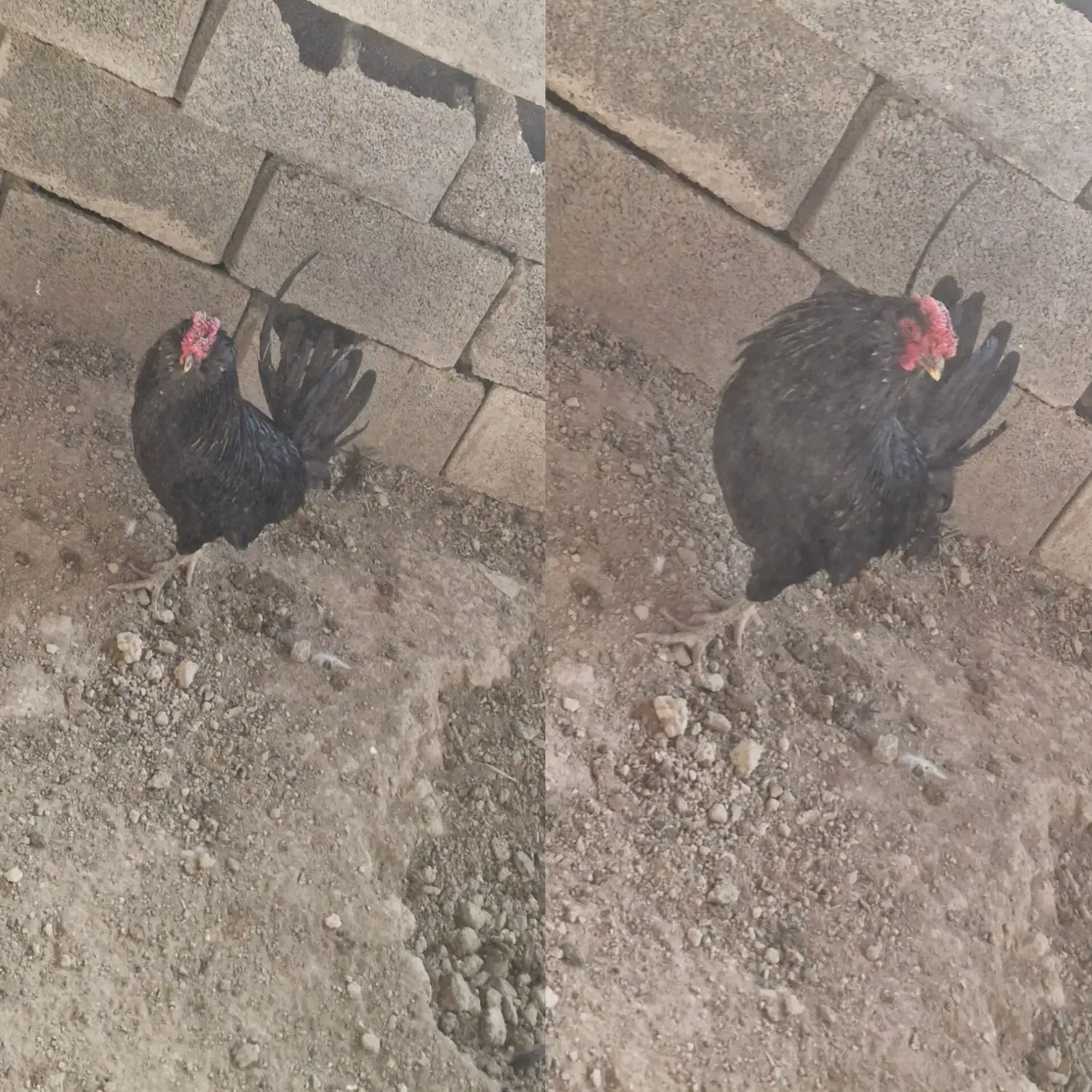 خروس گلین مشکی درجه یک|حیوانات مزرعه|فلاورجان, |دیوار