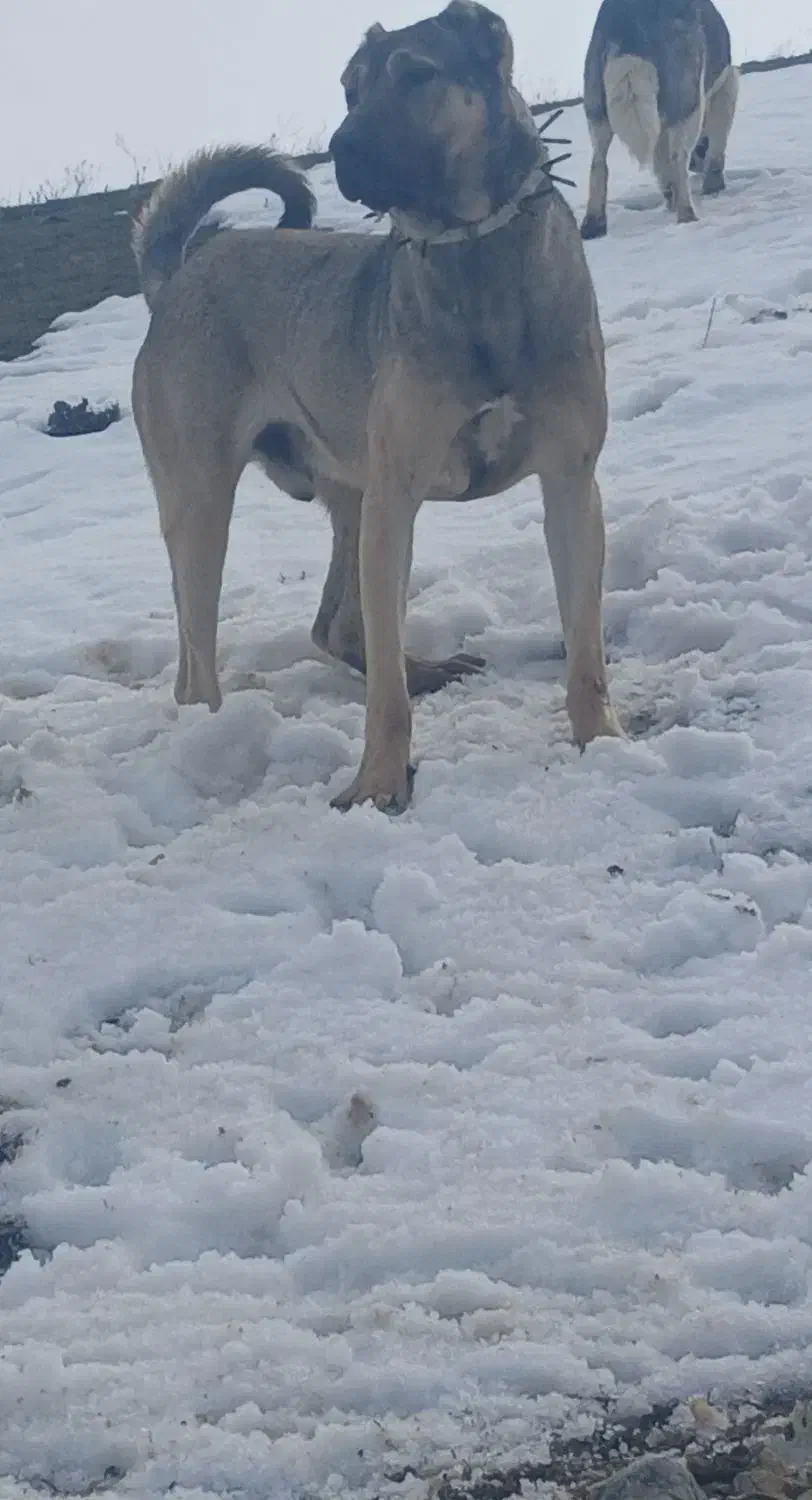 سرابی ۲ ساله|سگ|دره رود, |دیوار